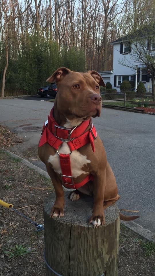 An American pit bull terrier in a red harness sitting calmly on a post after board and train work