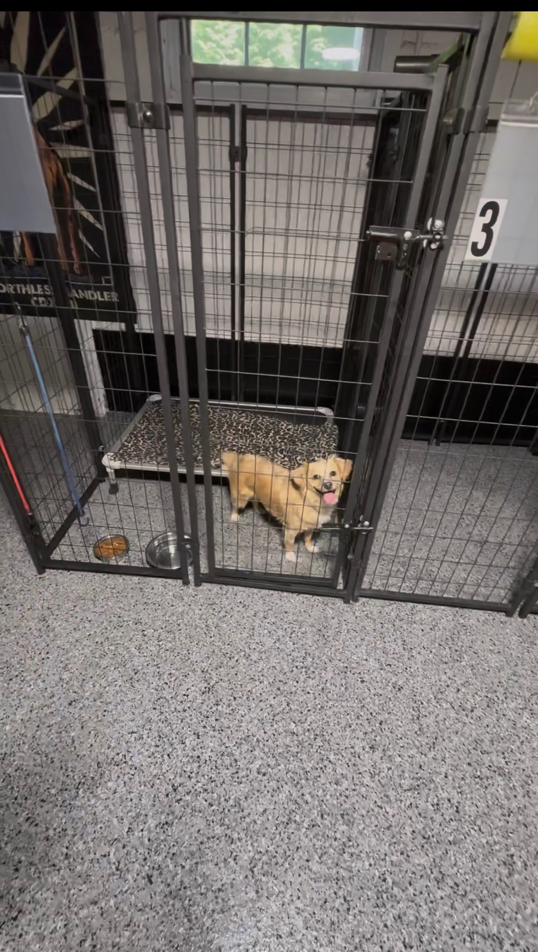 A small mixed-breed dog standing happy in a boarding kennel with a raised cot and food bowls