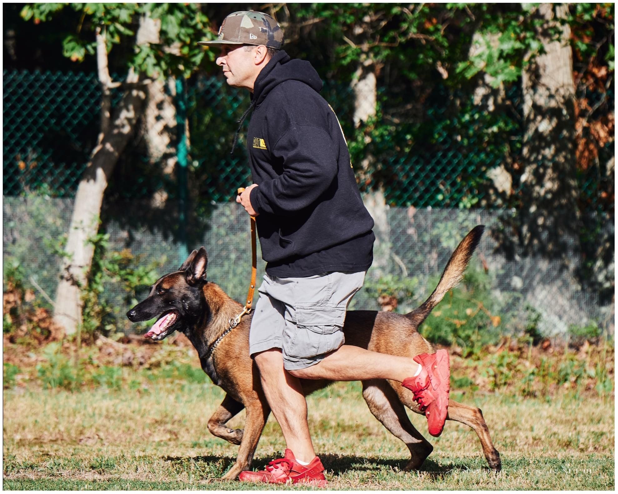 ACT K9 trainer jogging a young Belgian Malinois on a leash in a New Jersey field
