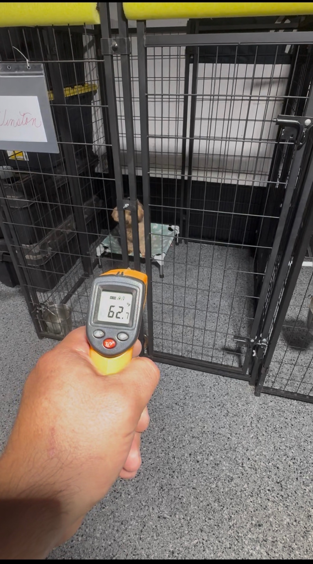 A handheld thermometer reading 62 degrees during a kennel temperature check