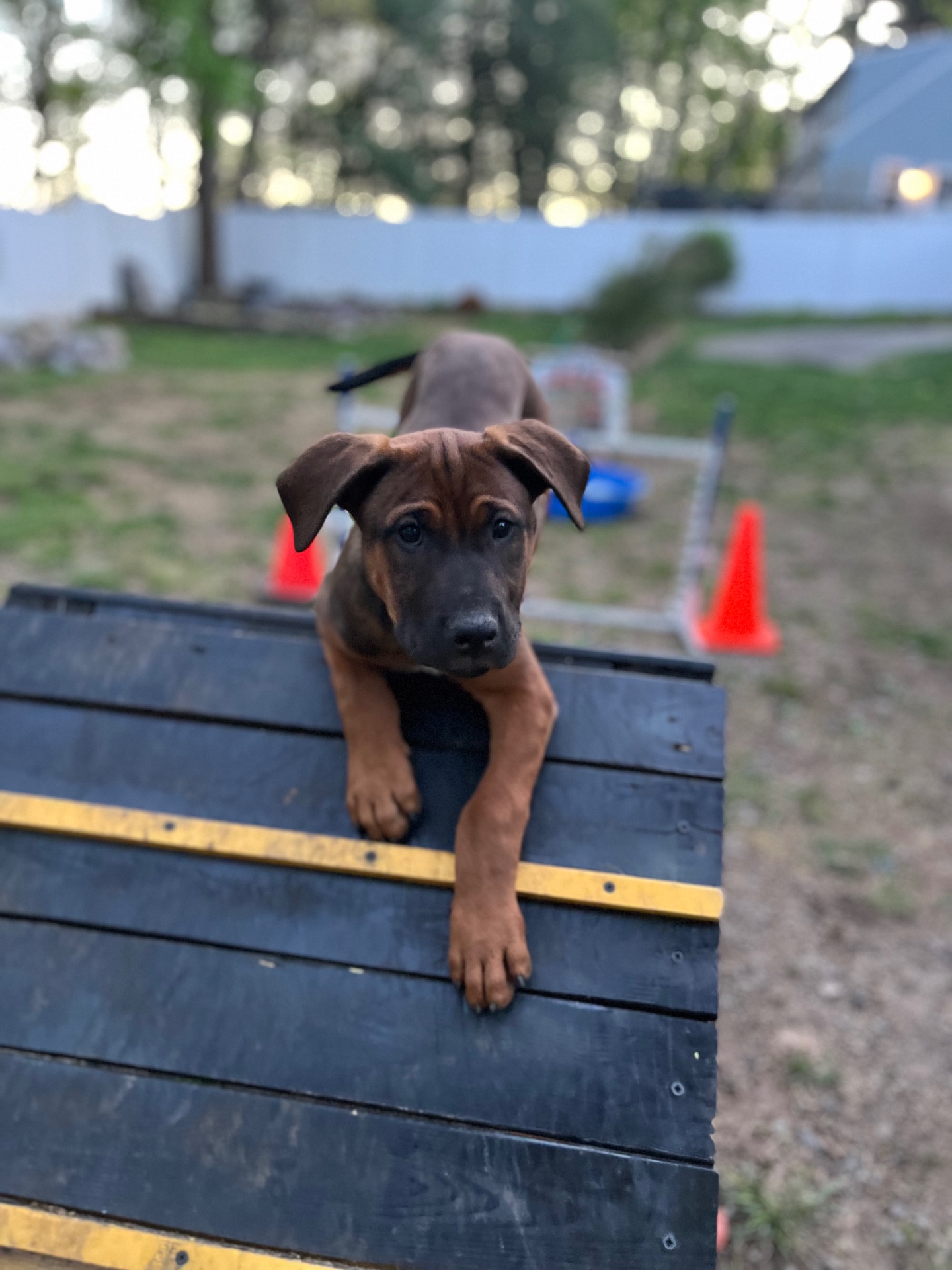 A young brown puppy with floppy ears climbing a black and yellow agility ramp during training