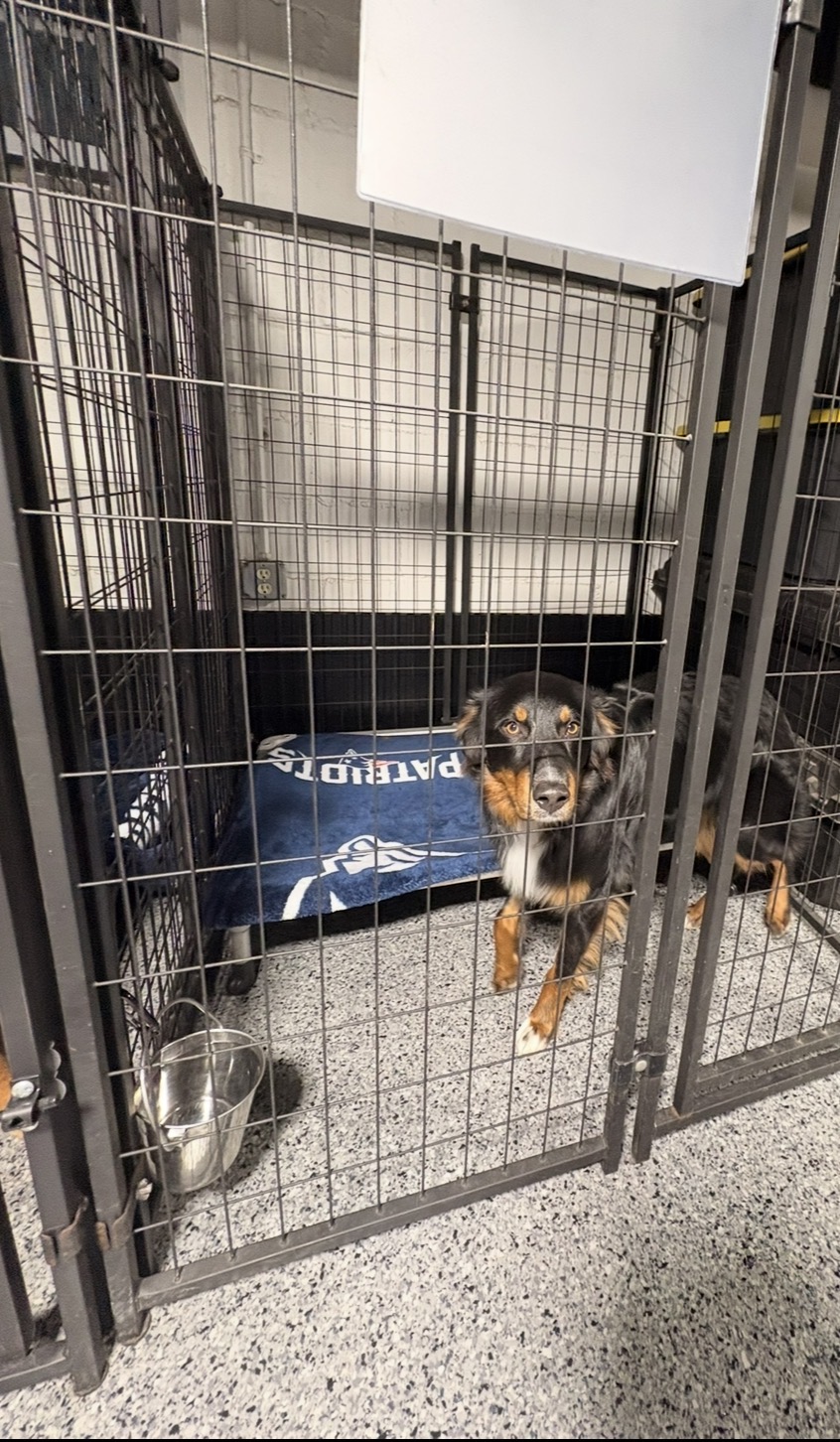 An Australian shepherd relaxing on a raised cot inside a boarding kennel